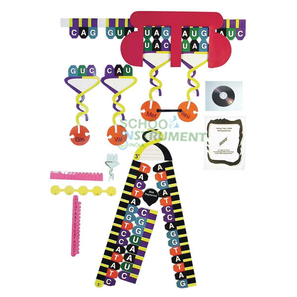 Protein Synthesis Manipulatives Kit